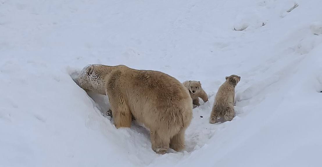 В якутском зоопарке белые медвежата впервые вышли на прогулку