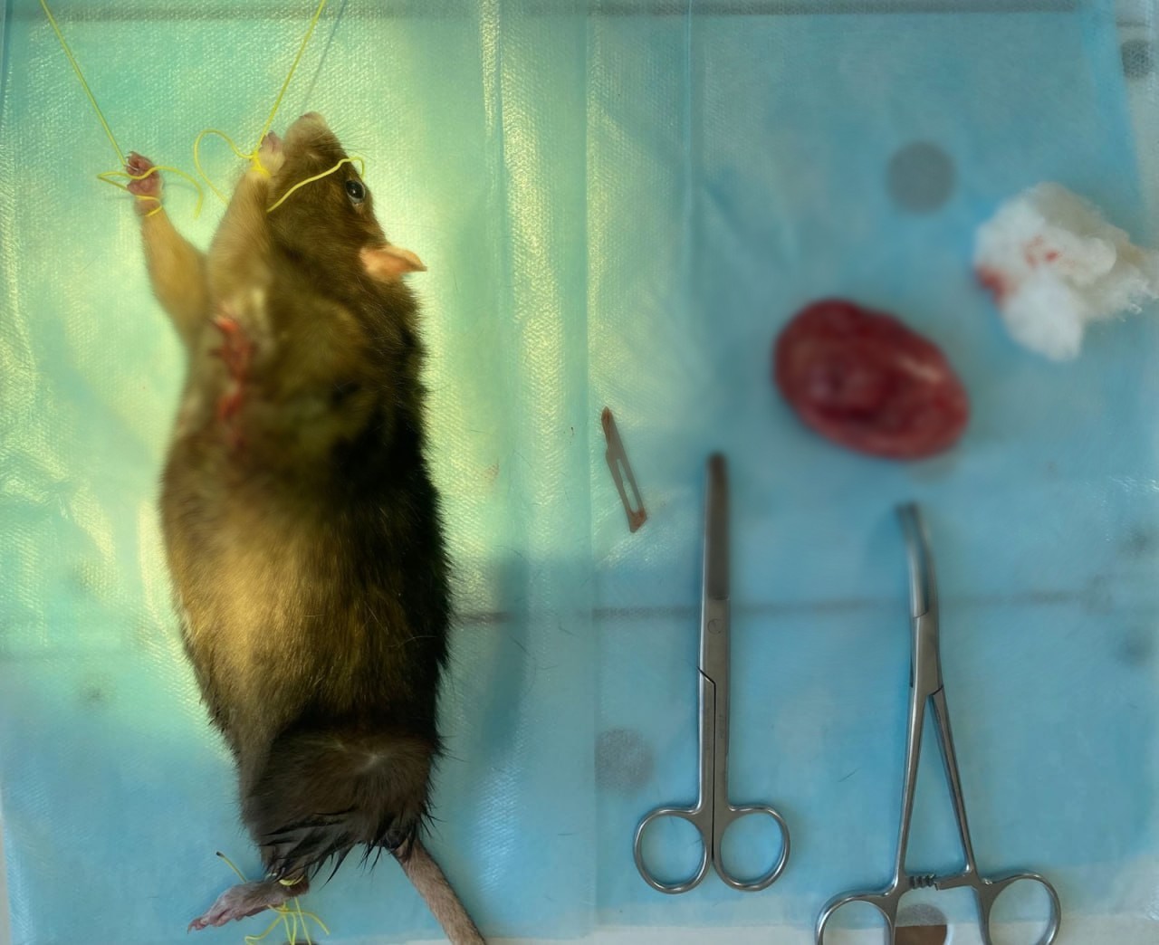 В Вилюйске домашней крысе удалили огромную опухоль