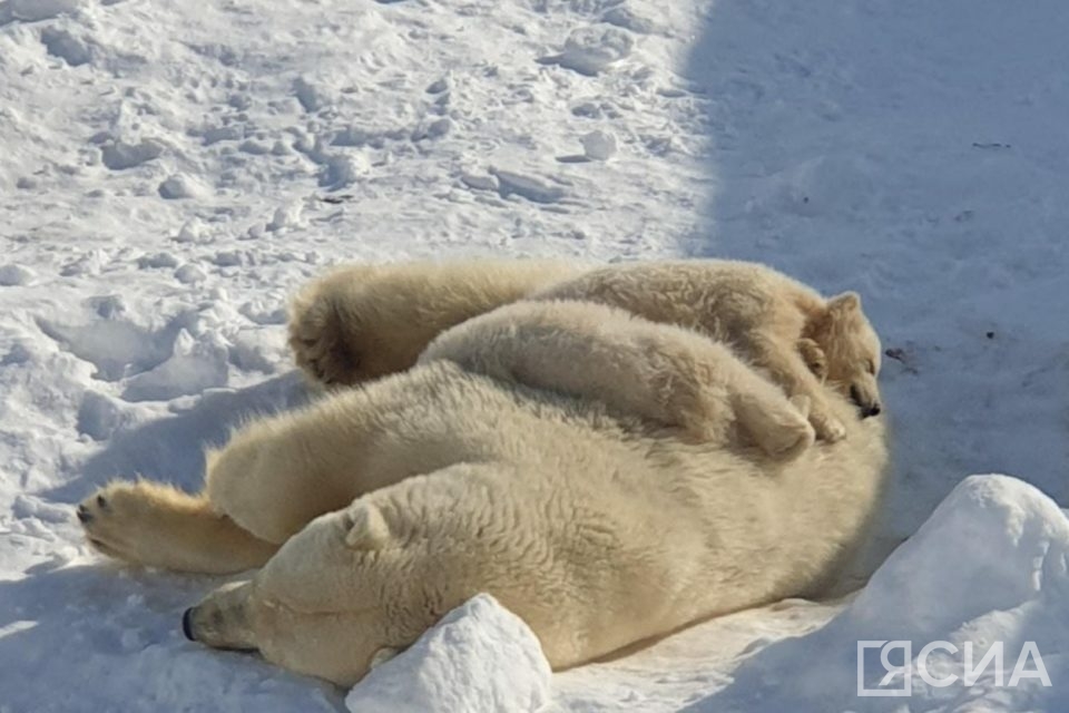 Белых медвежат зоопарка «Орто Дойду» назвали Вилюй и Яна
