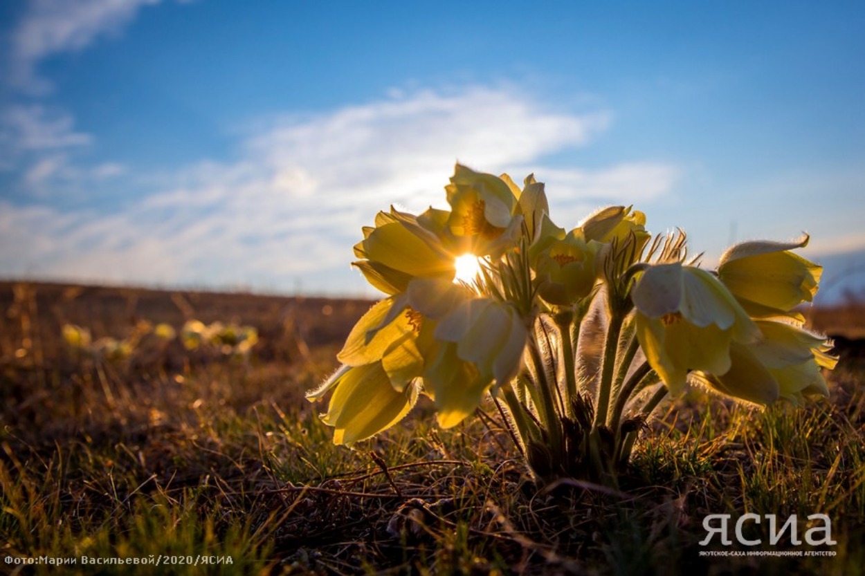 Фото: якутяне делятся снимками первых весенних цветов