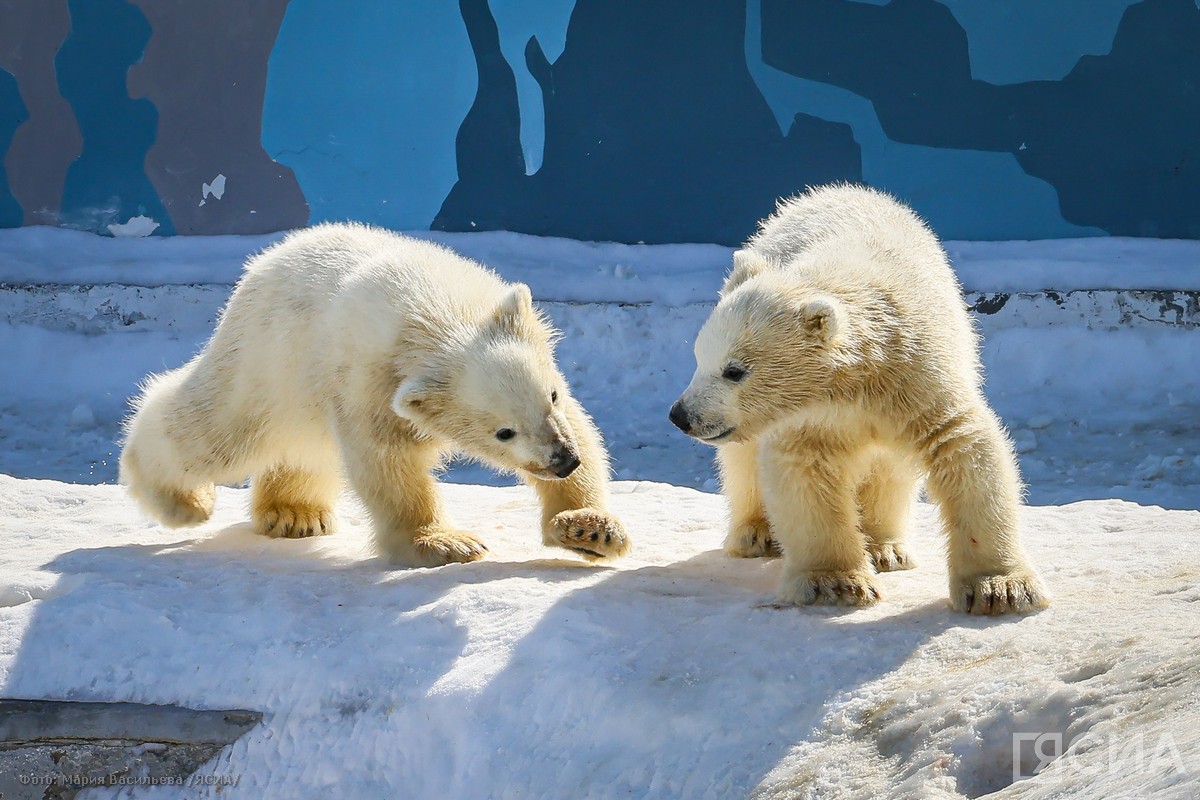 Белые медвежата Вилюй и Яна не переедут из якутского зоопарка минимум год