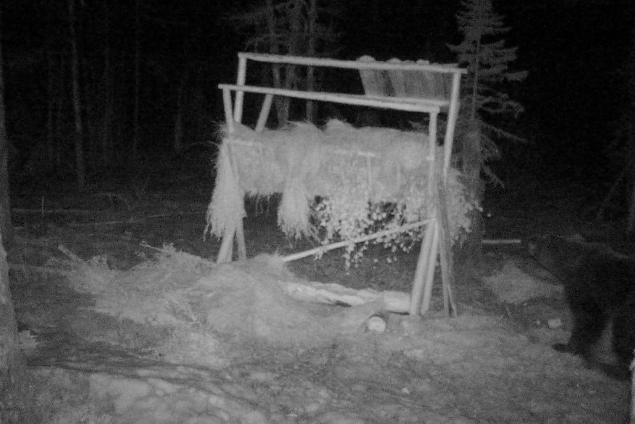 Проснувшийся после зимней спячки медведь попал в объективы камер в Якутии