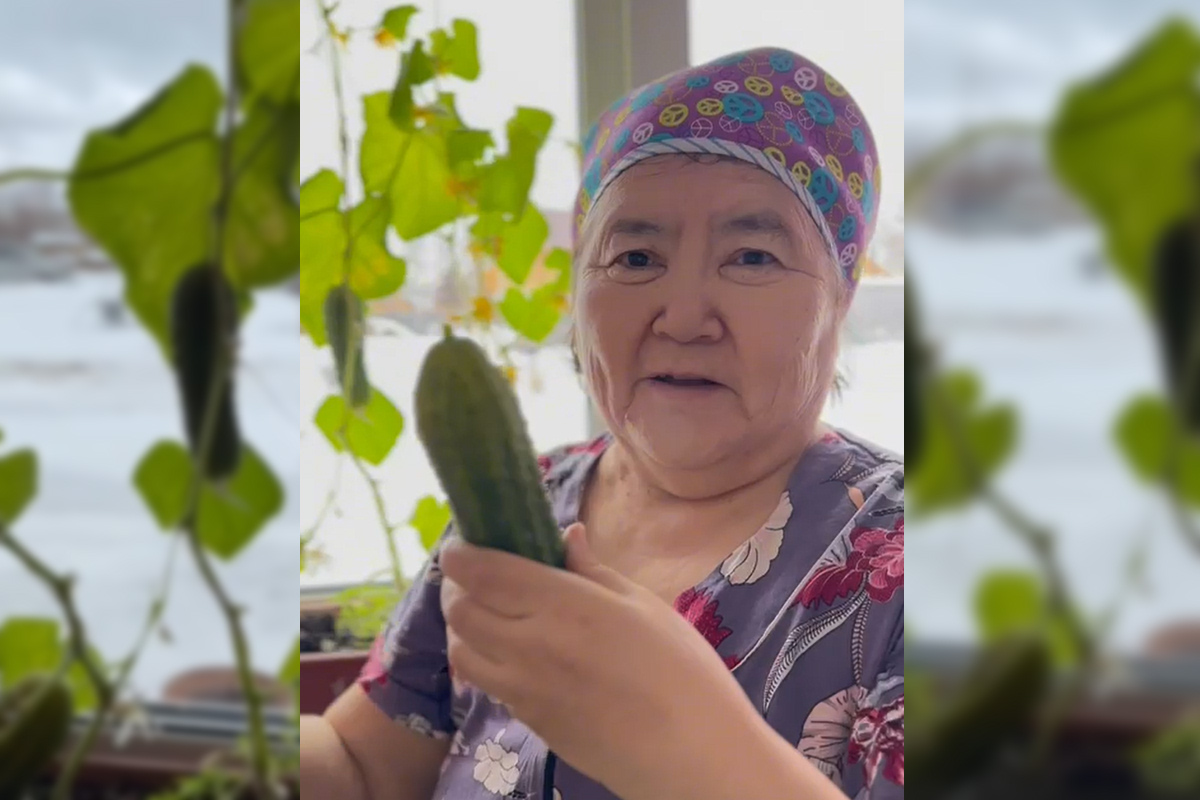 Пенсионерка из Якутии вырастила и собрала огурцы в апреле