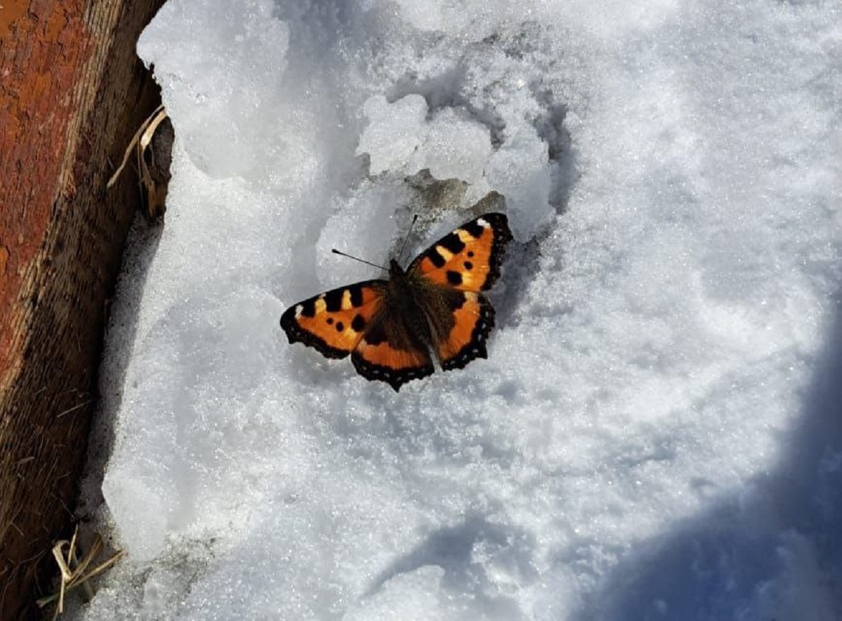 Фотофакт: в Сунтарском районе Якутии в апреле ожила бабочка