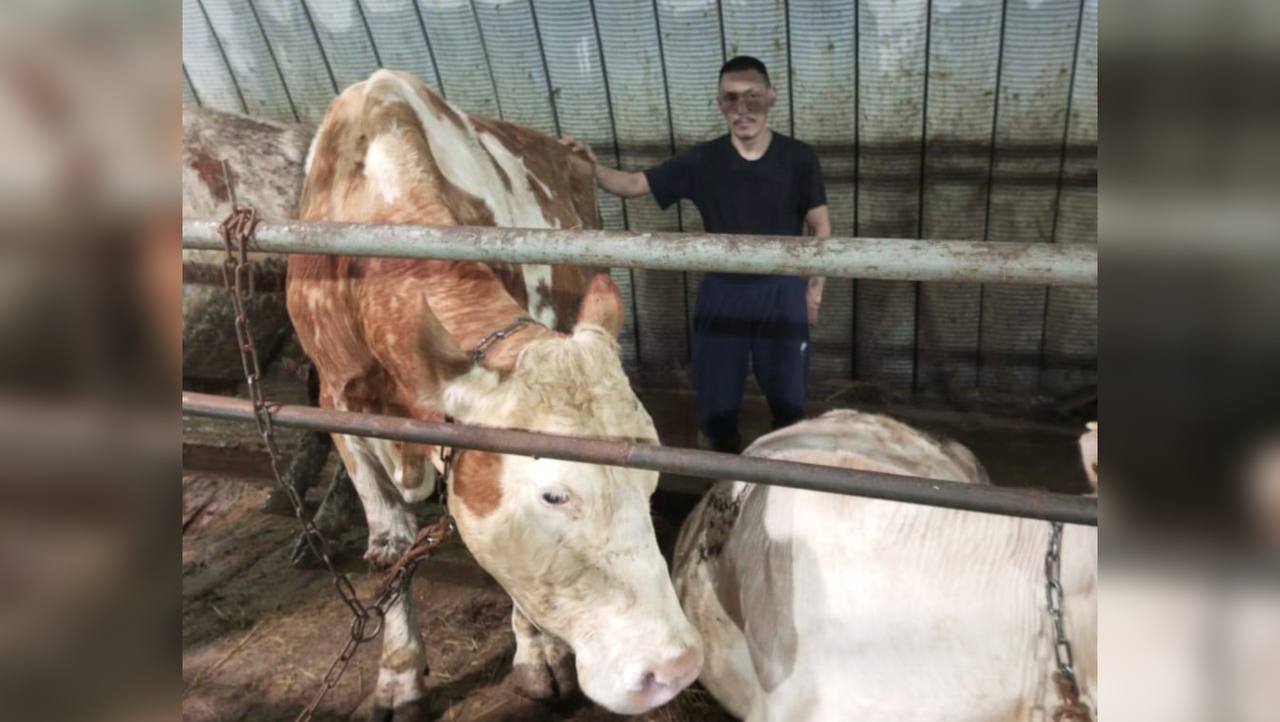 Якутская корова по кличке Бомба поставила молочный рекорд