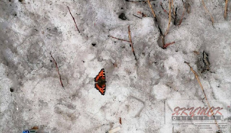Фотофакт: в Якутске заметили бабочку в апреле