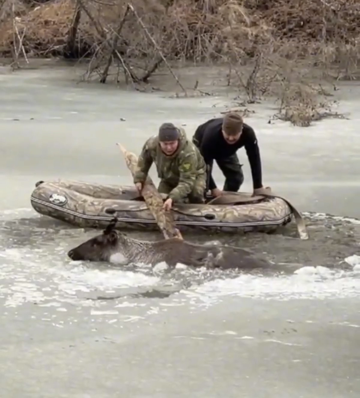 Видеофакт: провалившегося под лед оленя спасли в Амгинском районе Якутии