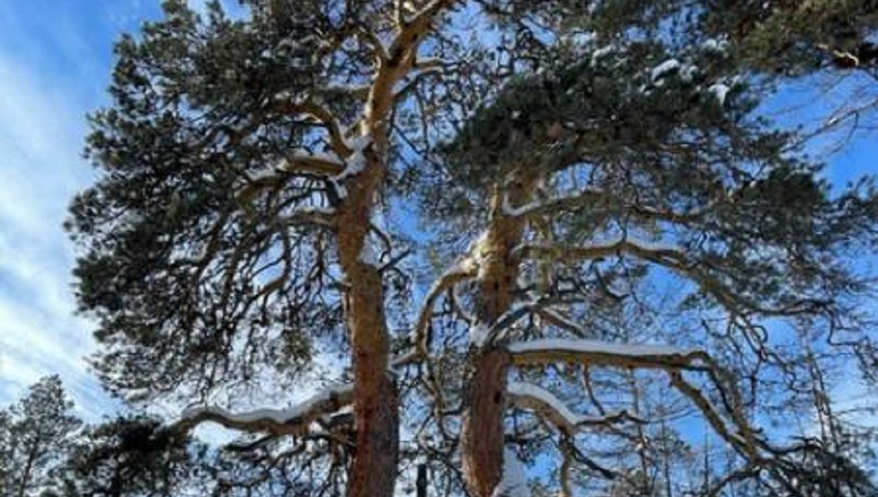 200-летняя сосна из Якутии участвует в конкурсе «Российское дерево года»