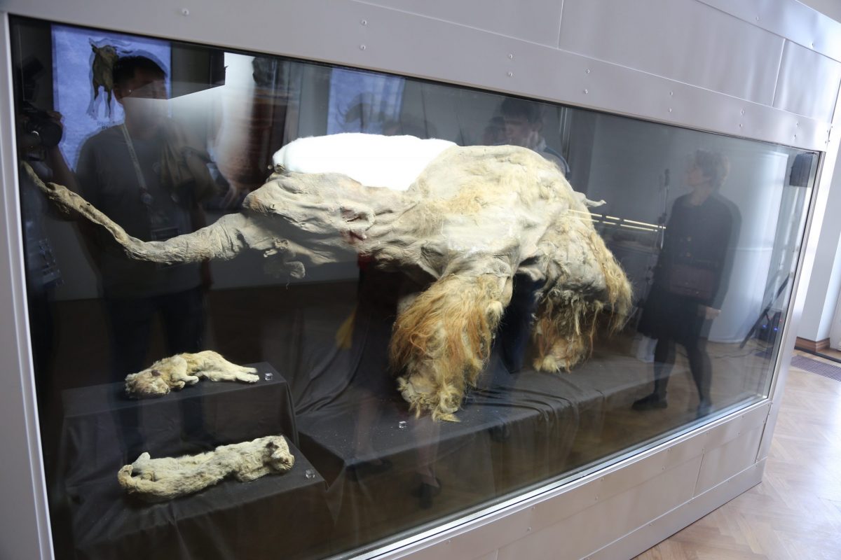 Криокамеру с якутскими мамонтёнком Юкой и пещерными львятами показали на выставке «Россия»