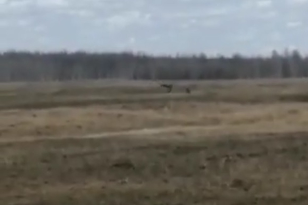 Танец редких черных журавлей сняли на видео в Якутии