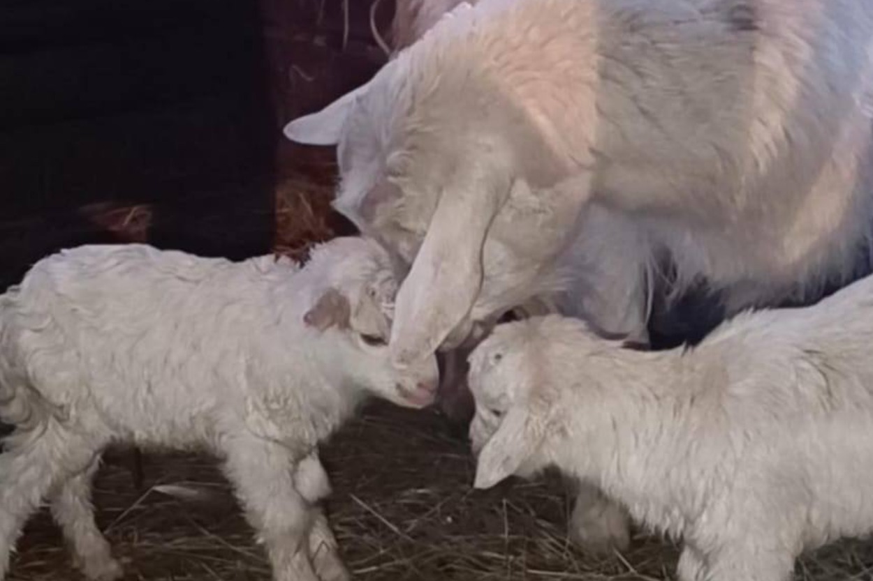 Еще одна двойня: коза родила двух козлят в Момском районе