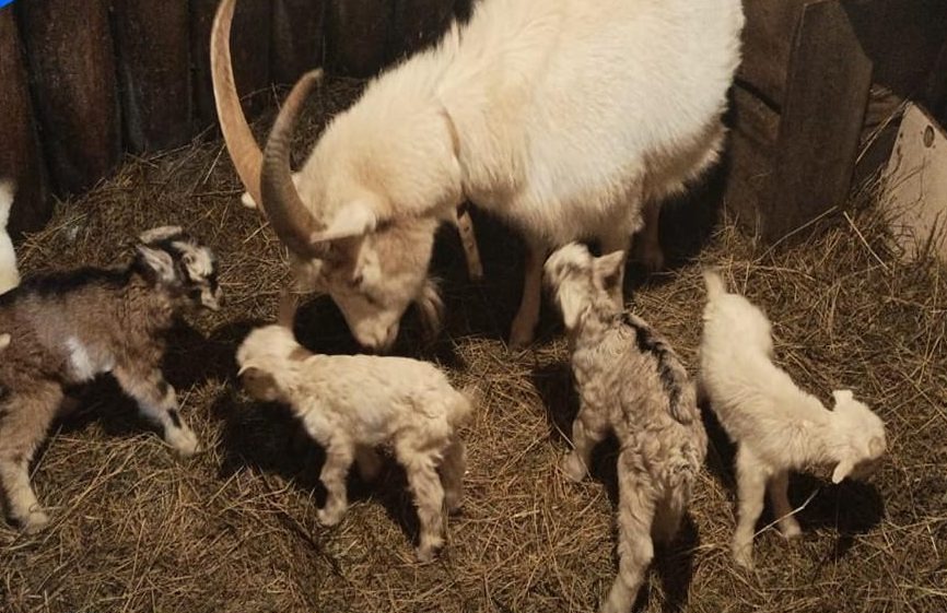 В Якутии коза второй раз родила сразу пятерых козлят