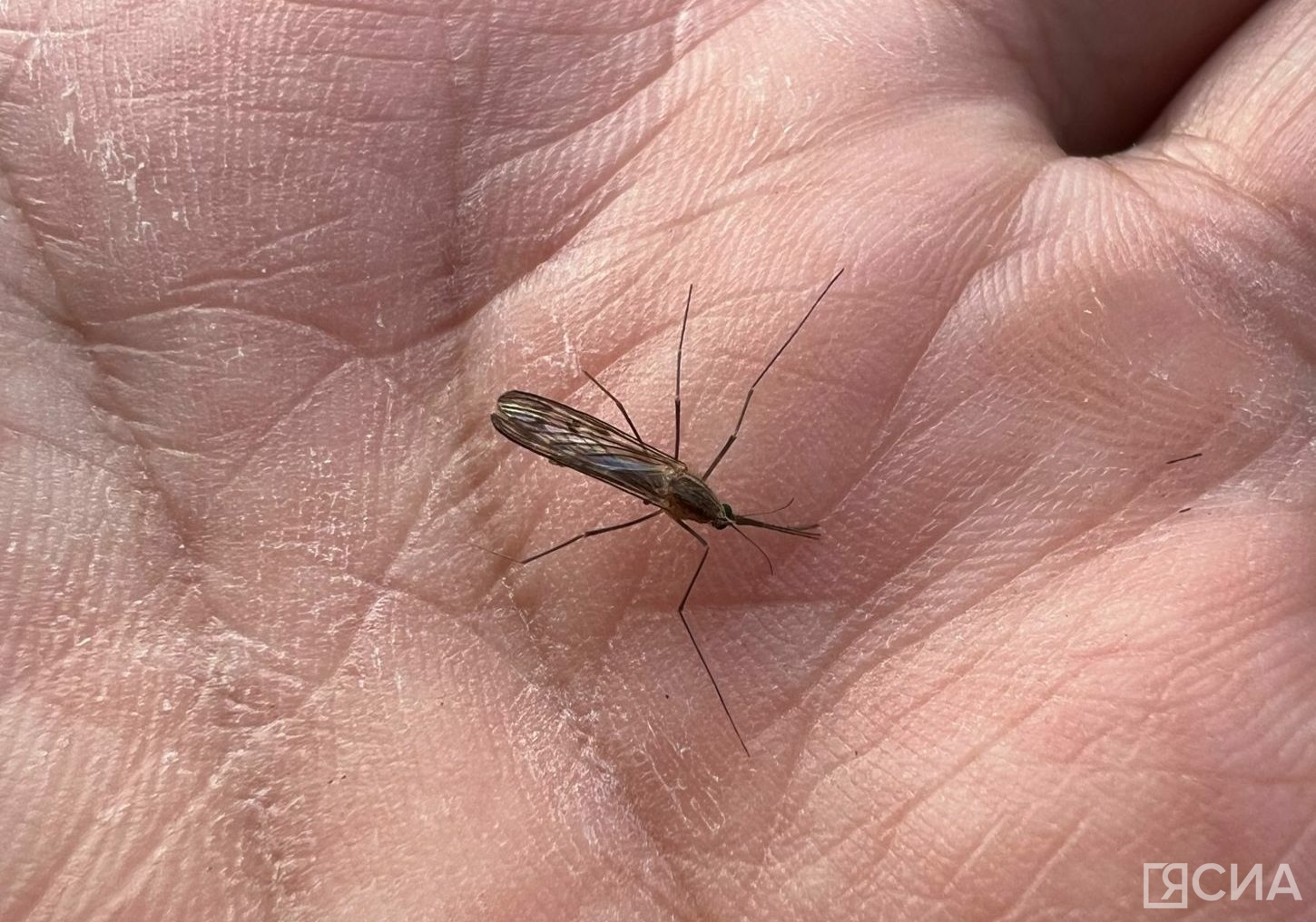 Фотофакт: в начале мая в Якутске заметили комаров