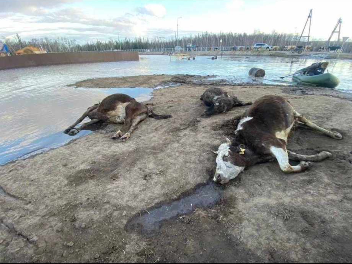 Намском районе во время наводнения погибли лошади и скот