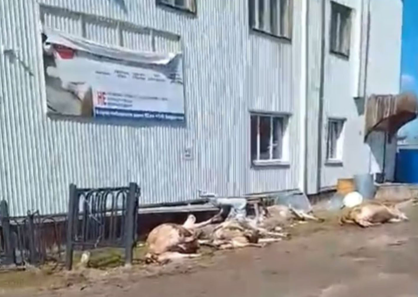 Причину одновременной гибели пяти коров выясняют в Горном районе