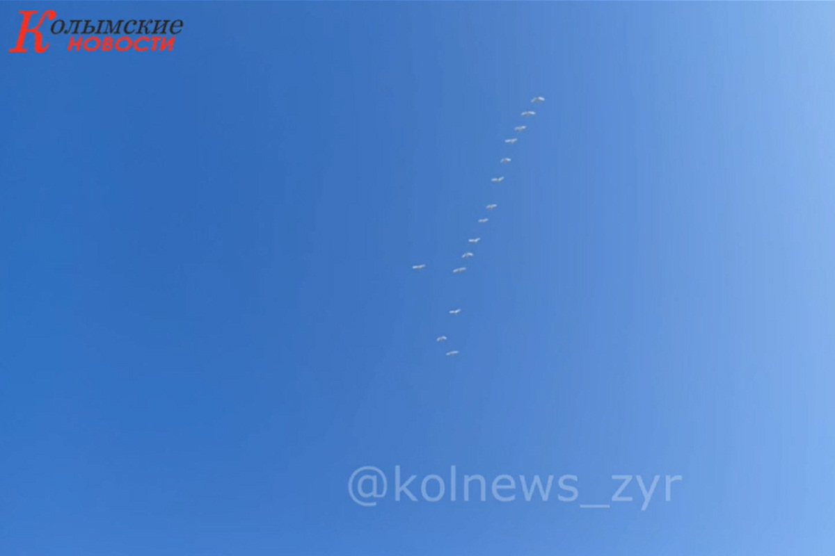 Стаю из 15 лебедей сняли на видео в Якутии