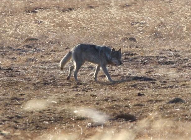 В Среднеколымском районе школьники во время прогулки в лесу наткнулись на волка