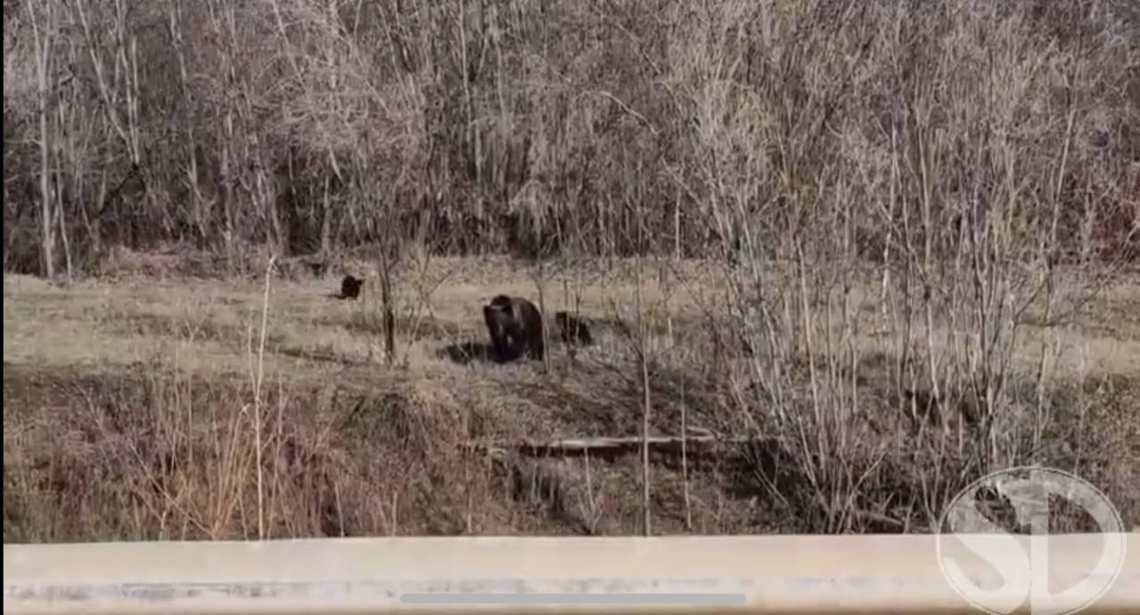 Видеофакт: медведица с медвежатами гуляет недалеко от Олекминска