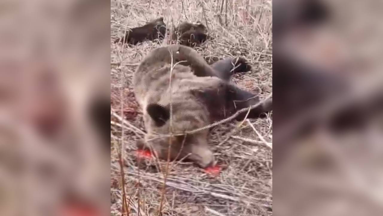 Олекминский комитет охраны природы: медведицу застрелили при самозащите, медвежат загрызли собаки