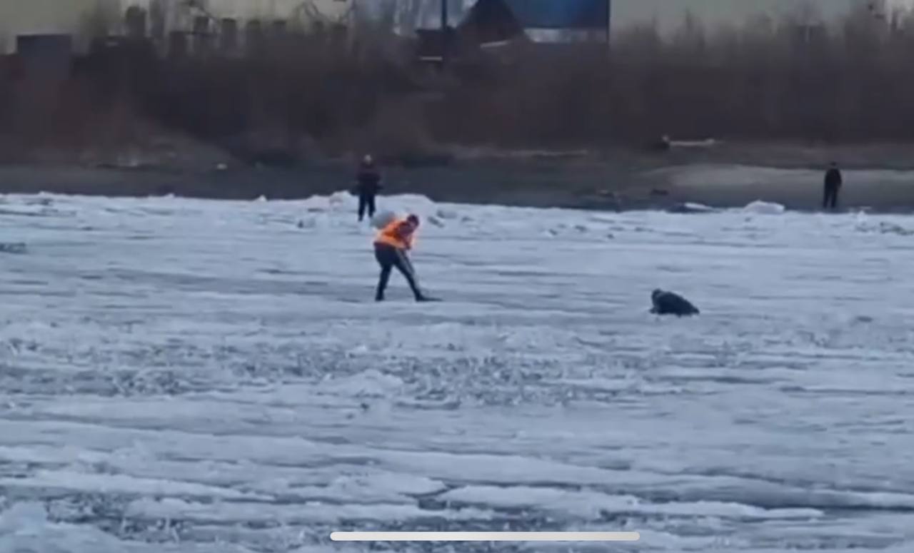 Видеофакт: в поселке Зырянка спасли провалившегося под лед человека