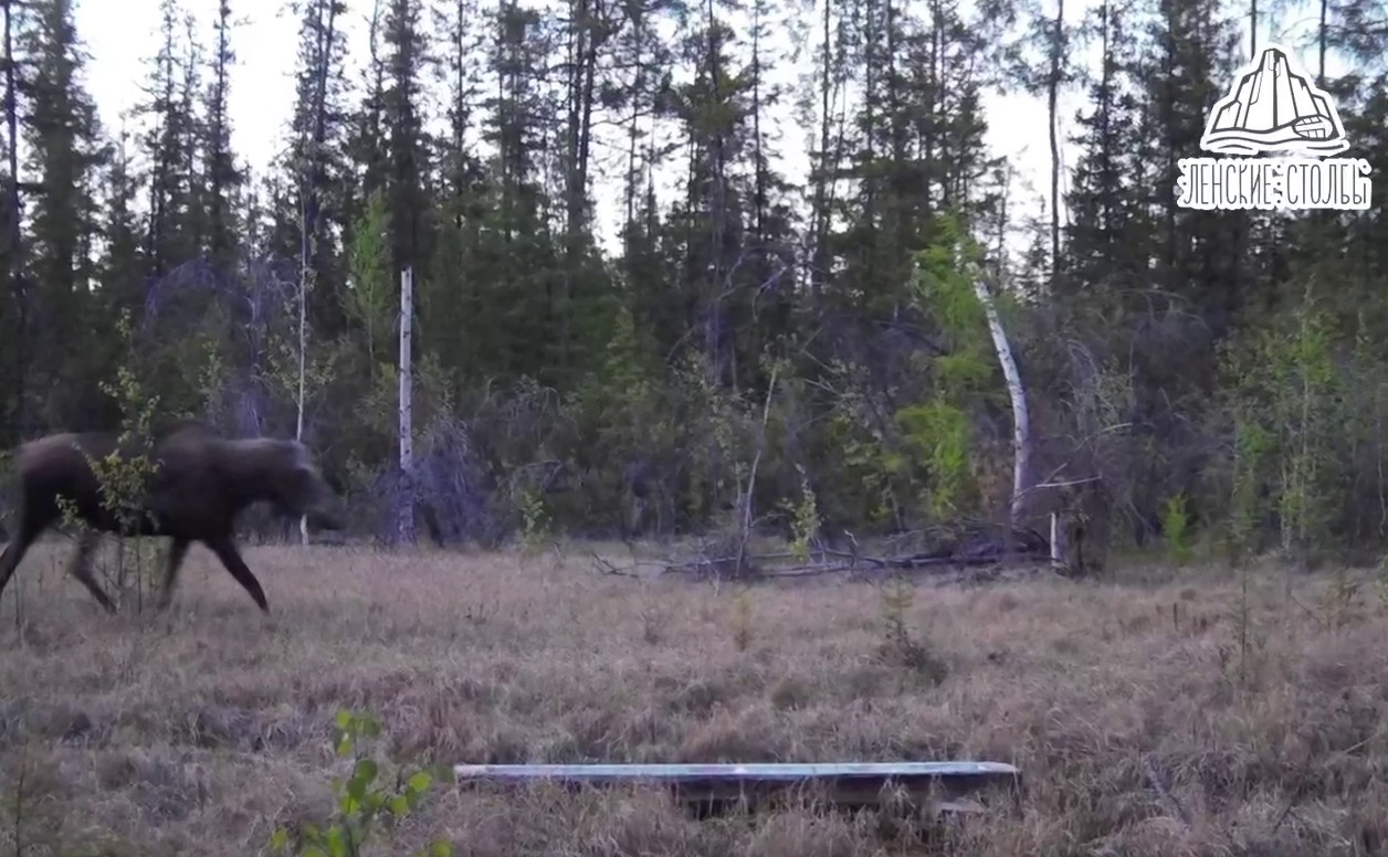 В Якутии фотоловушка сняла, как медведи преследуют лосиху с детенышем
