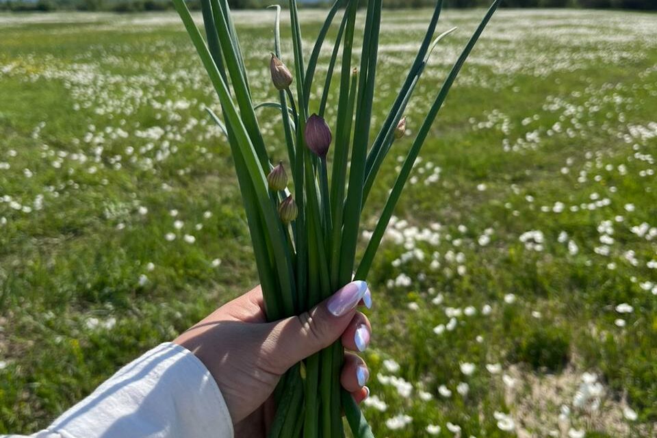 Сезон сбора дикого зеленого лука начался в Якутии