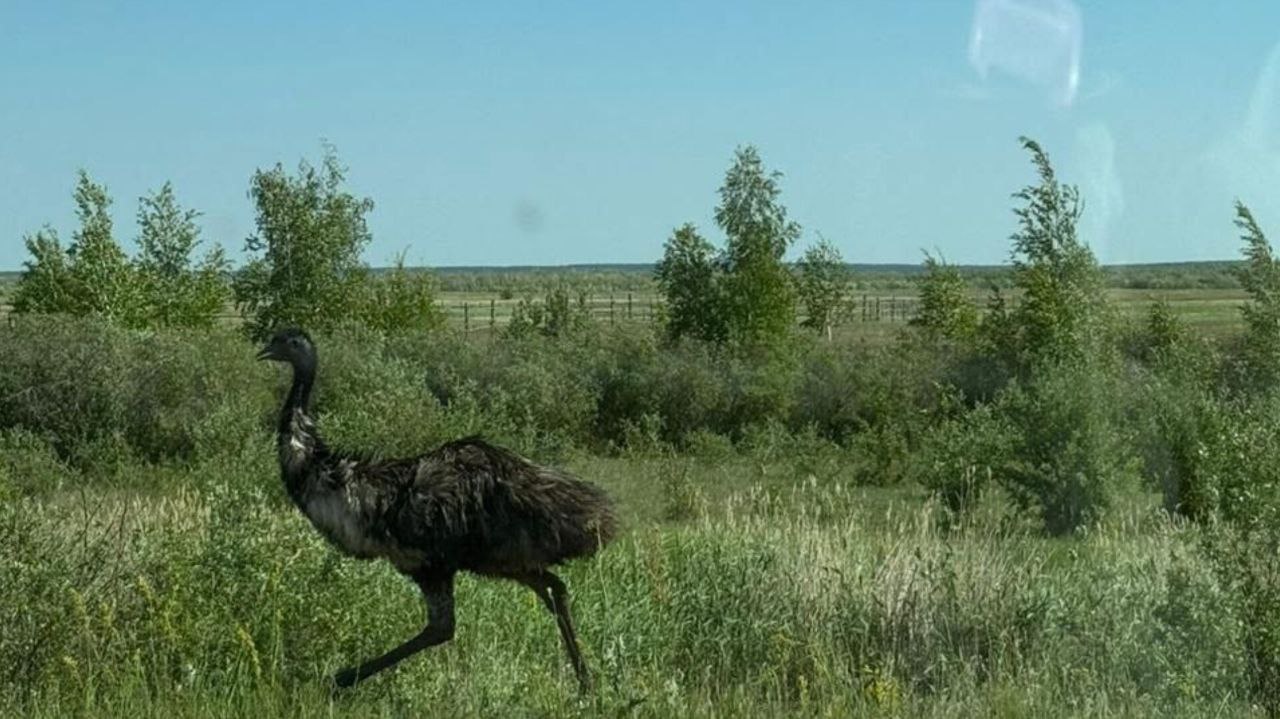 В пригороде Якутска с семейной фермы сбежали страусы