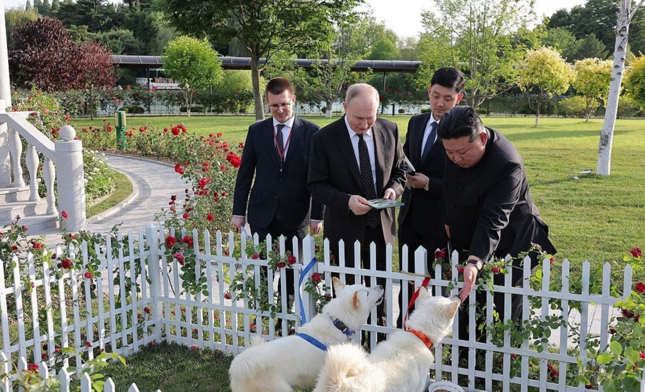 Отличаются умом и сообразительностью: что известно о собаках, которых подарили Путину в Корее