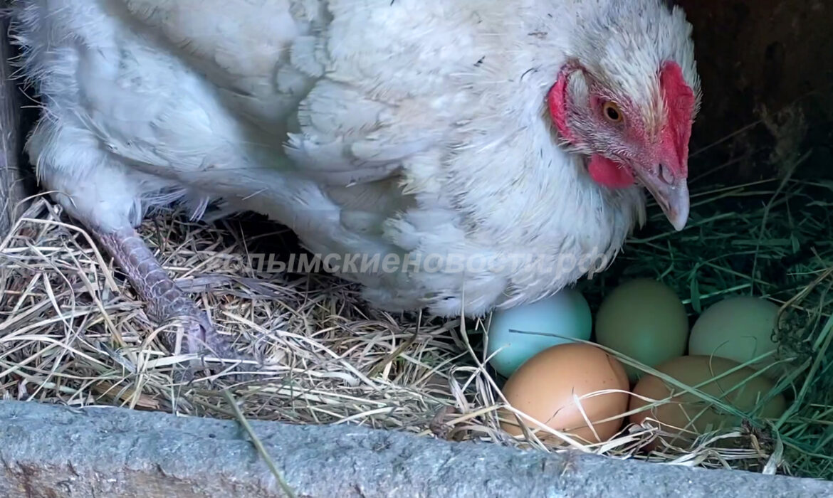 Семья из Верхнеколымского района разводит редких кур, которые несут разноцветные яйца