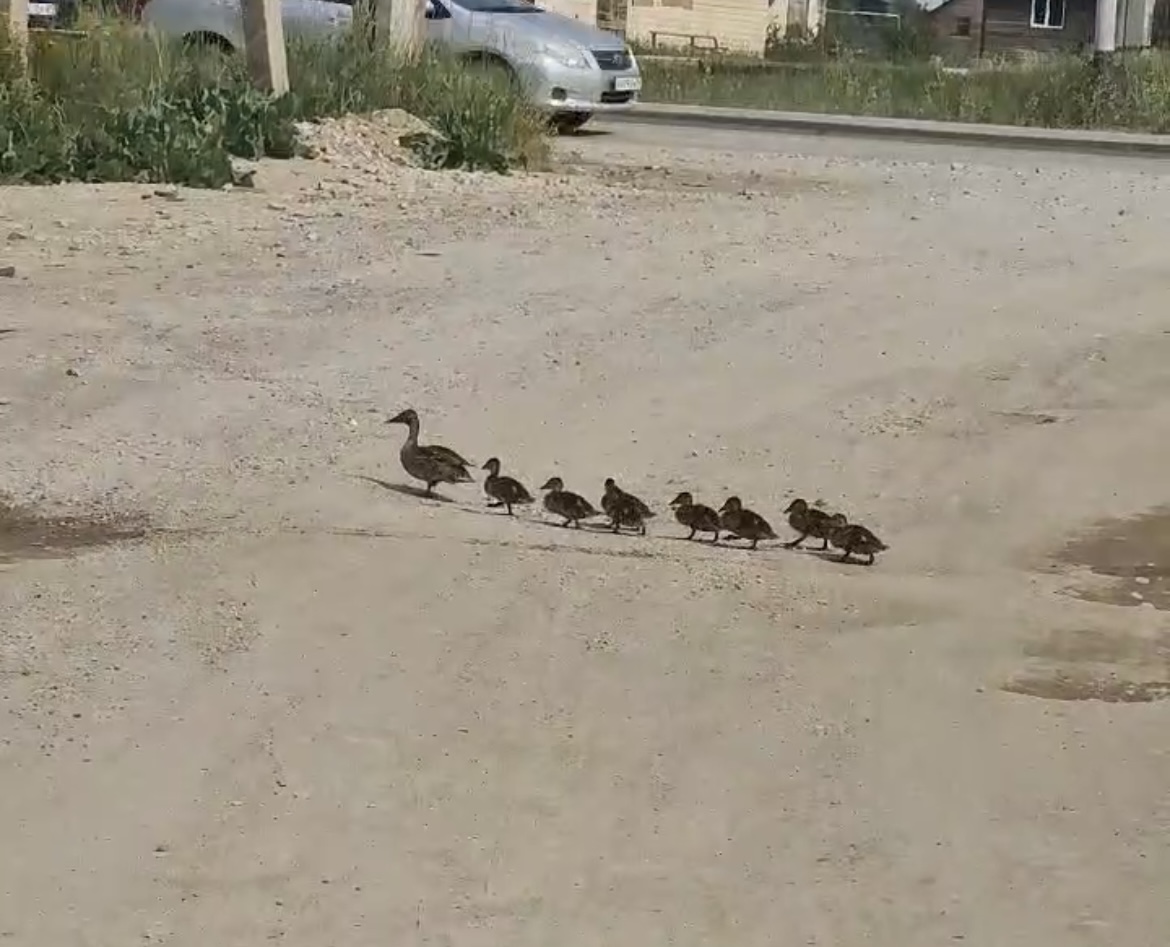 Видеофакт: утка с восьмью утятами переходит дорогу