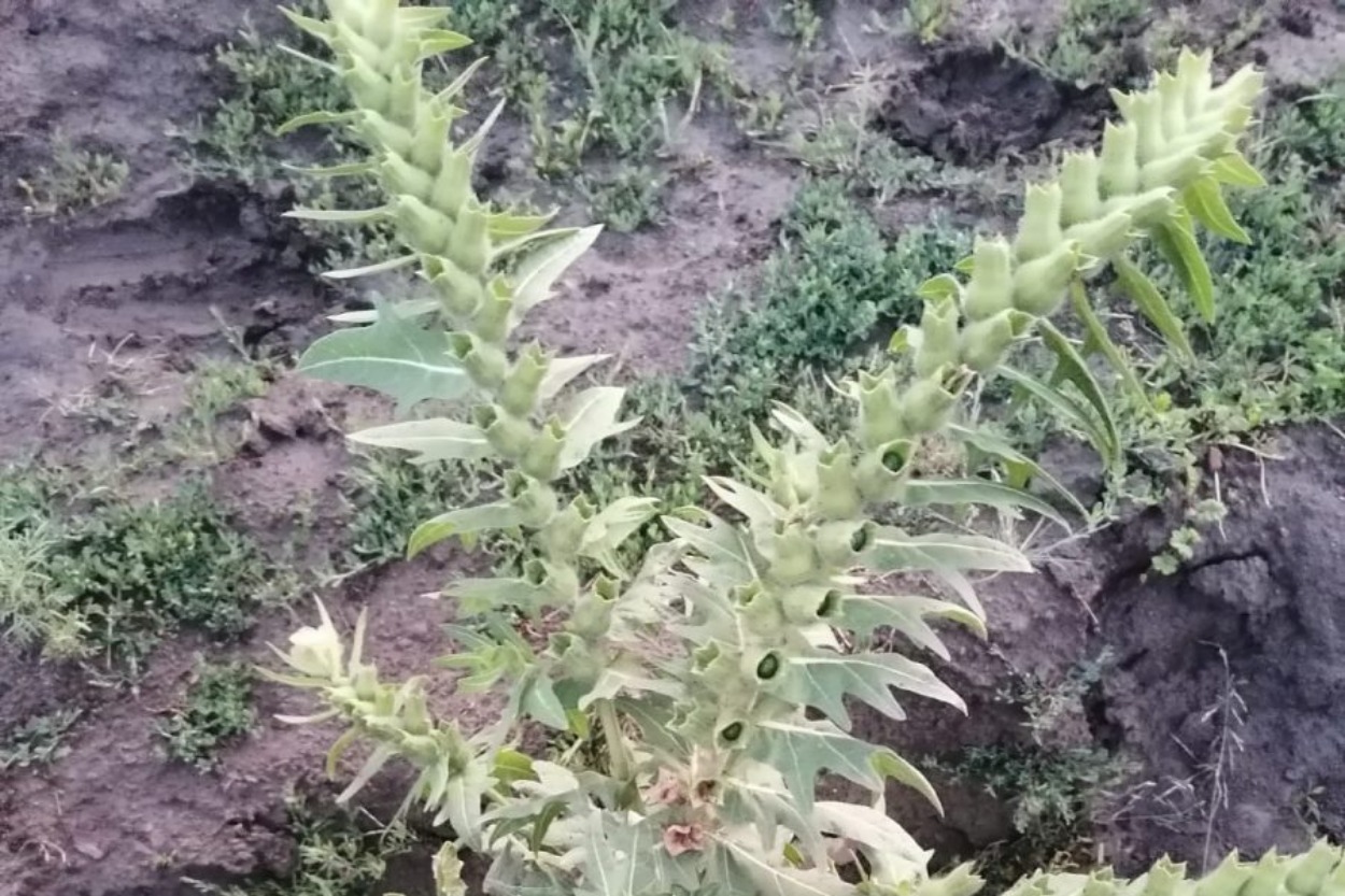 Ядовитая черная белена растет в Якутии: как распознать опасное растение