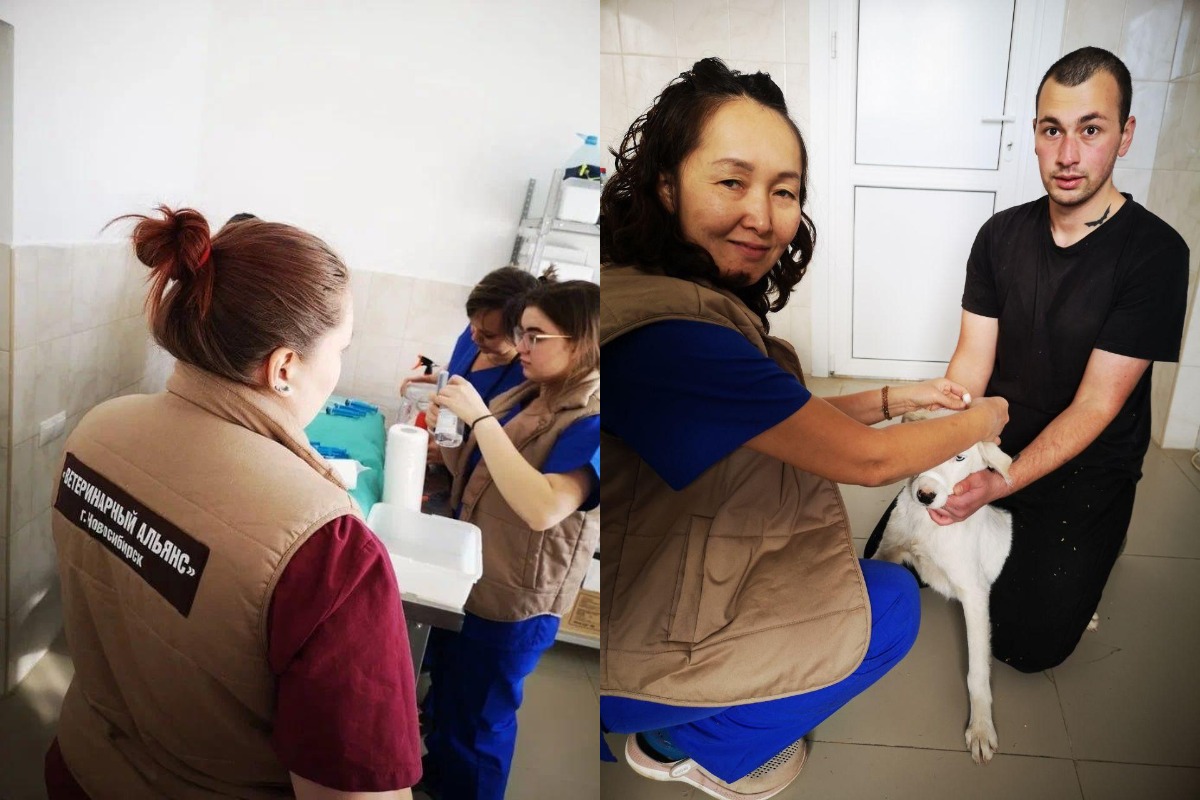 300 бесплатных операций по стерилизации животных проведут волонтеры из Новосибирска в Якутске