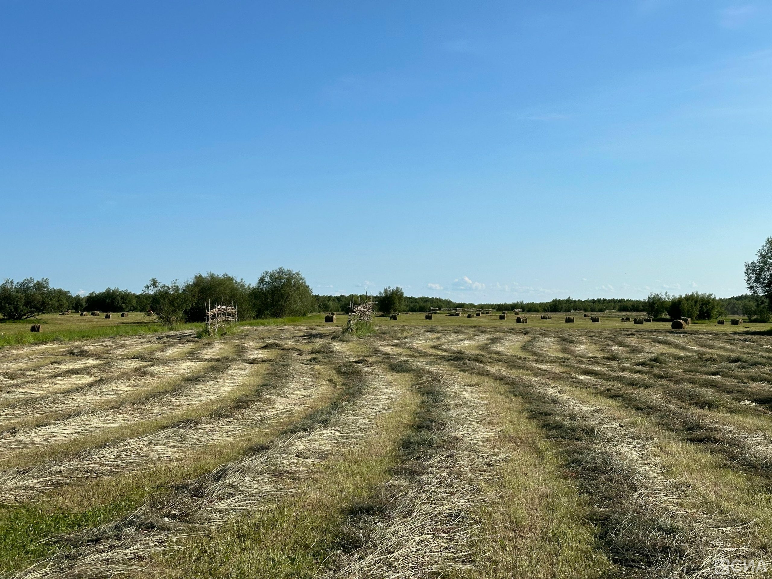 Более 435 тысяч тонн сена должны заготовить в Якутии