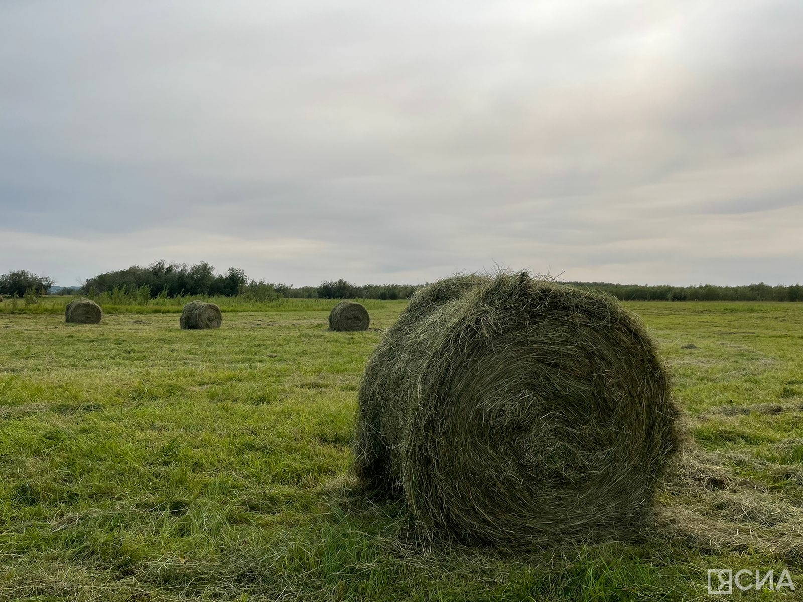 В Якутии заготовлено 90 тысяч тонн кормов и скошено 105 тысяч тонн сенокосных угодий