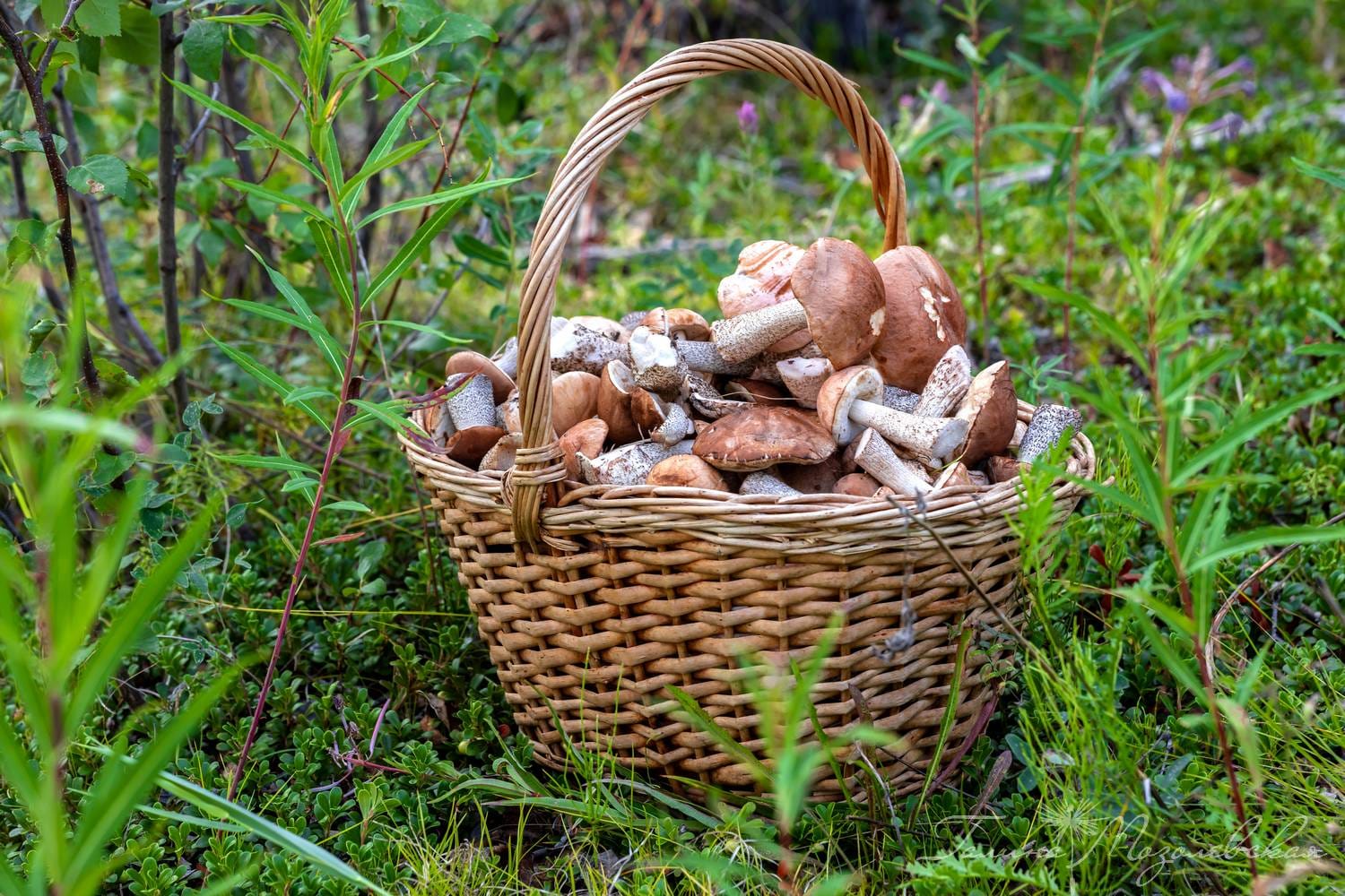 Жители Якутска начали собирать грибы. Выросли подберезовики и белые