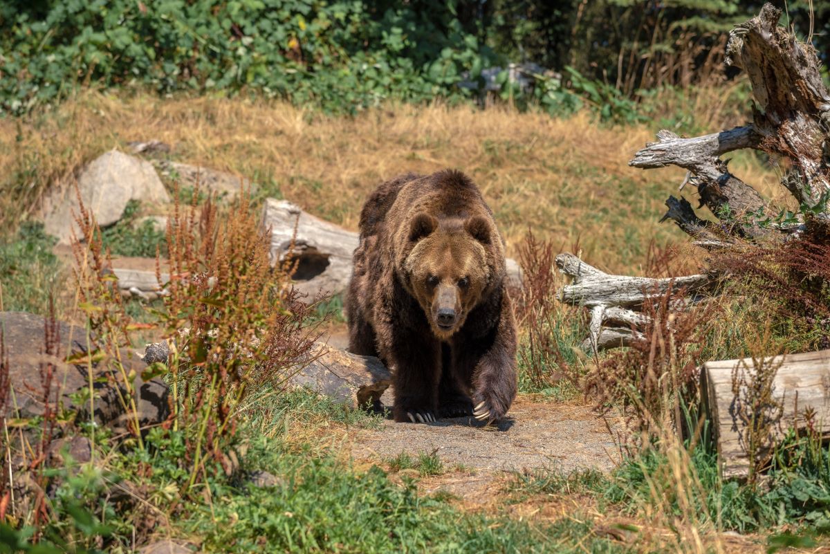 В Якутии лесные пожары гонят медведей к населенным пунктам