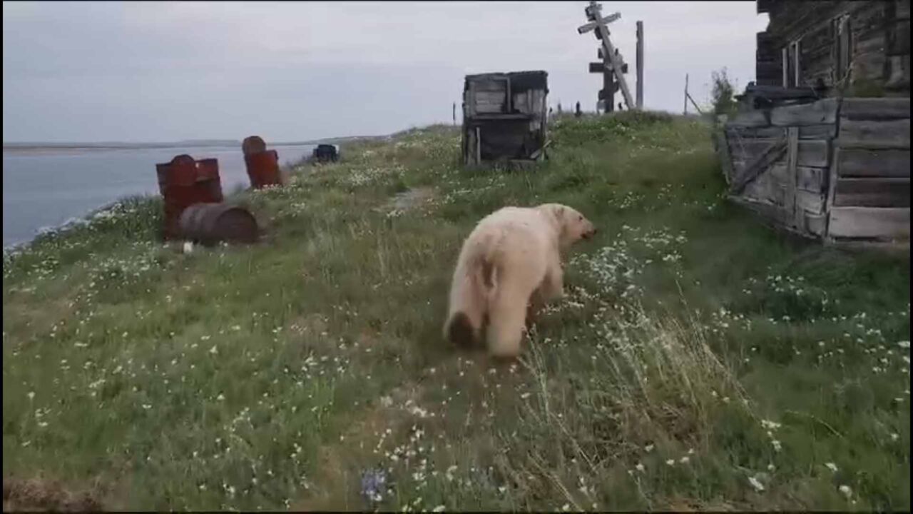 Белый медведь третью неделю осаждает село Усть-Оленек в Якутии