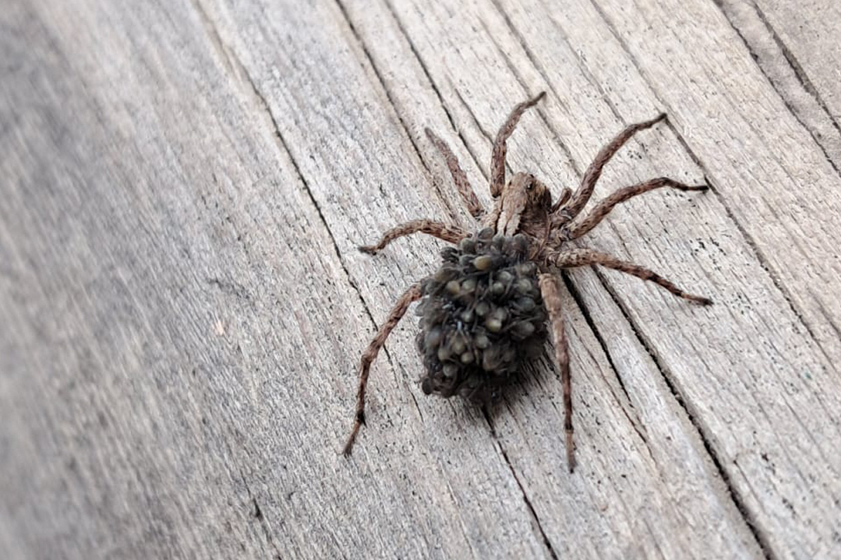 Якутянка нашла на даче большого паука с детенышами на спине
