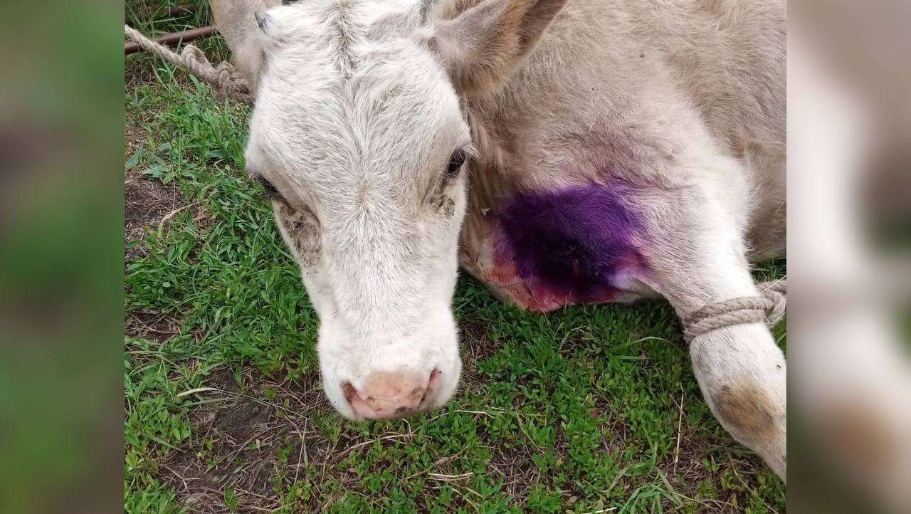 Якутские ветеринары спасли теленка с деревянным колом в груди