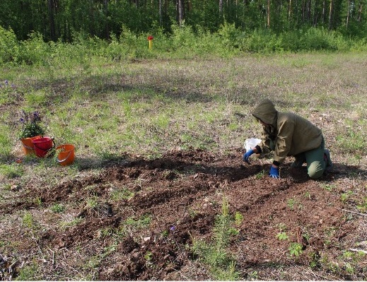 ООО «Транснефть — Восток» обеспечило пересадку редких растений, занесенных в Красную книгу Якутии