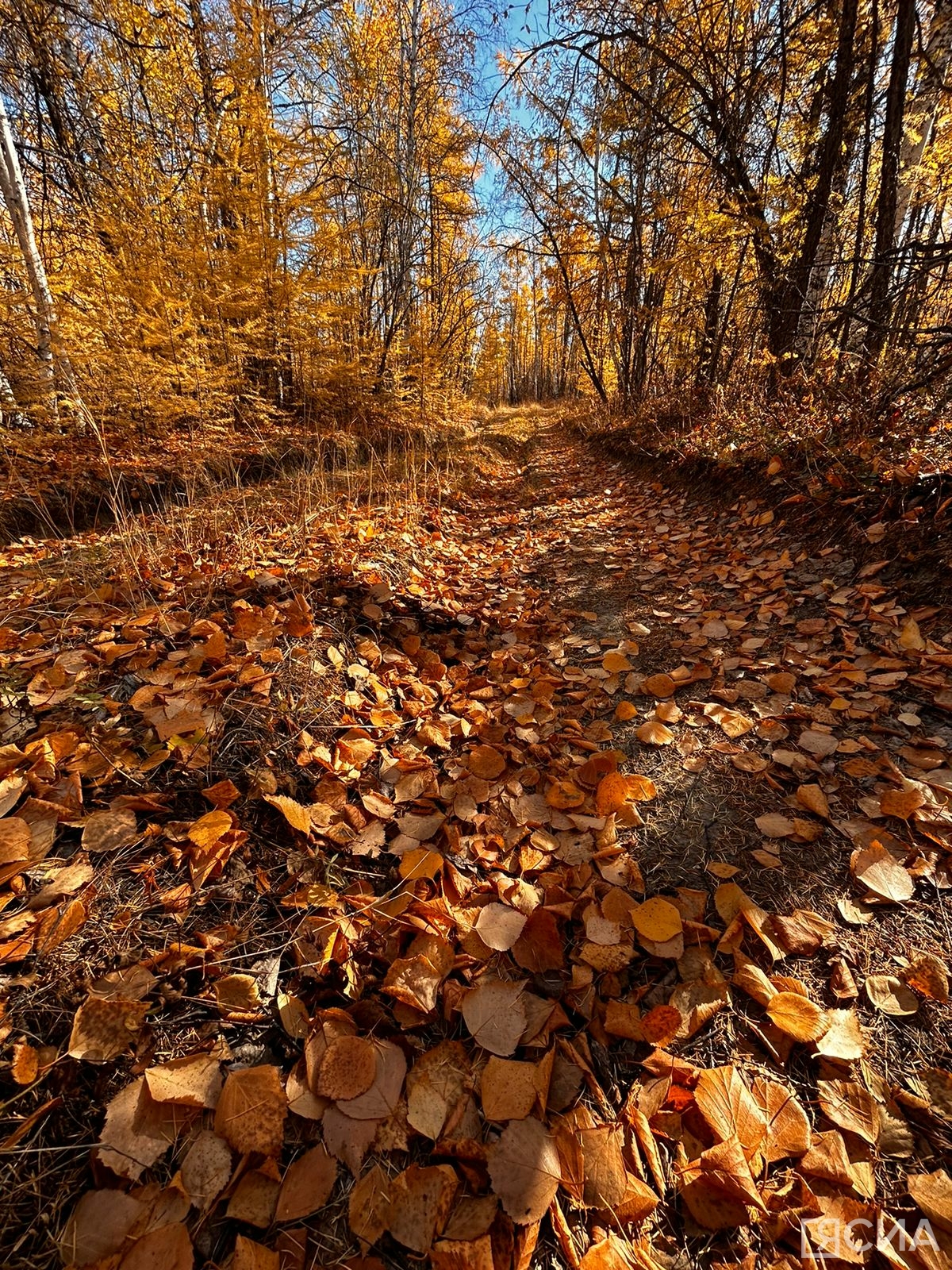 Фото: Мария Васильева/ЯСИА