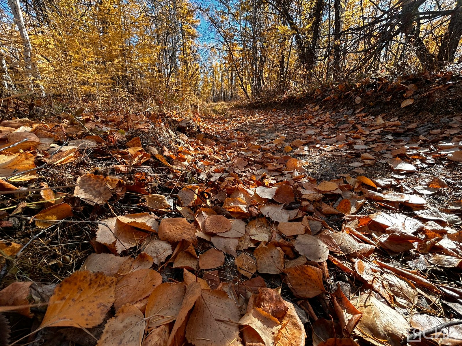 Фото: Мария Васильева/ЯСИА