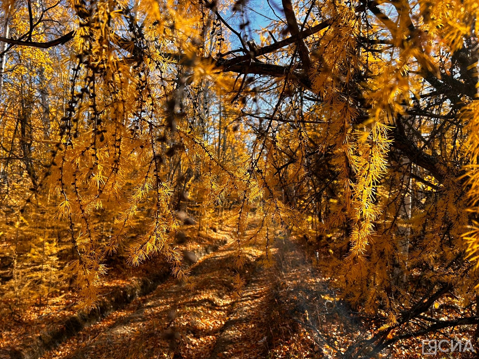 Фото: Мария Васильева/ЯСИА