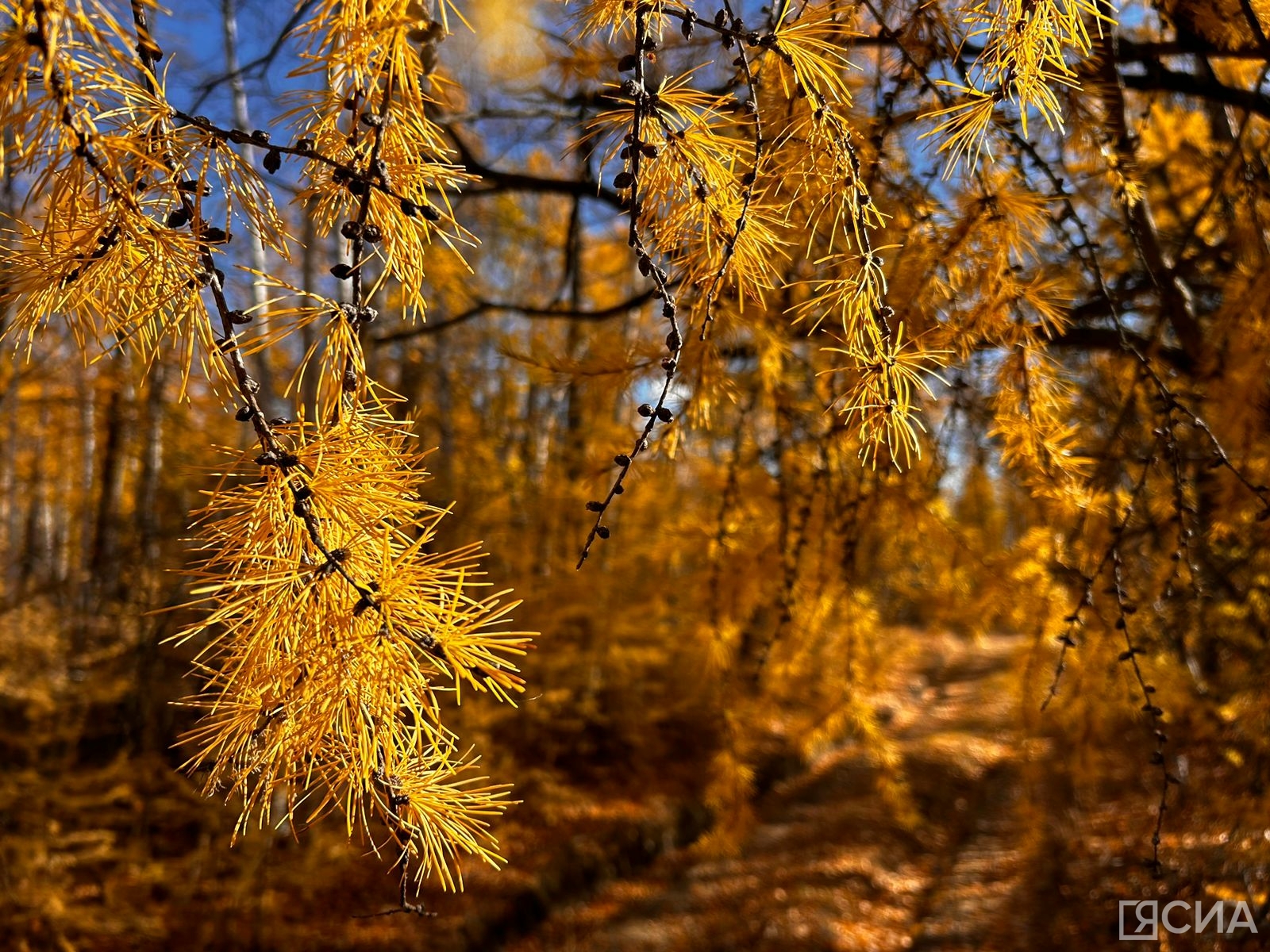 Фото: Мария Васильева/ЯСИА