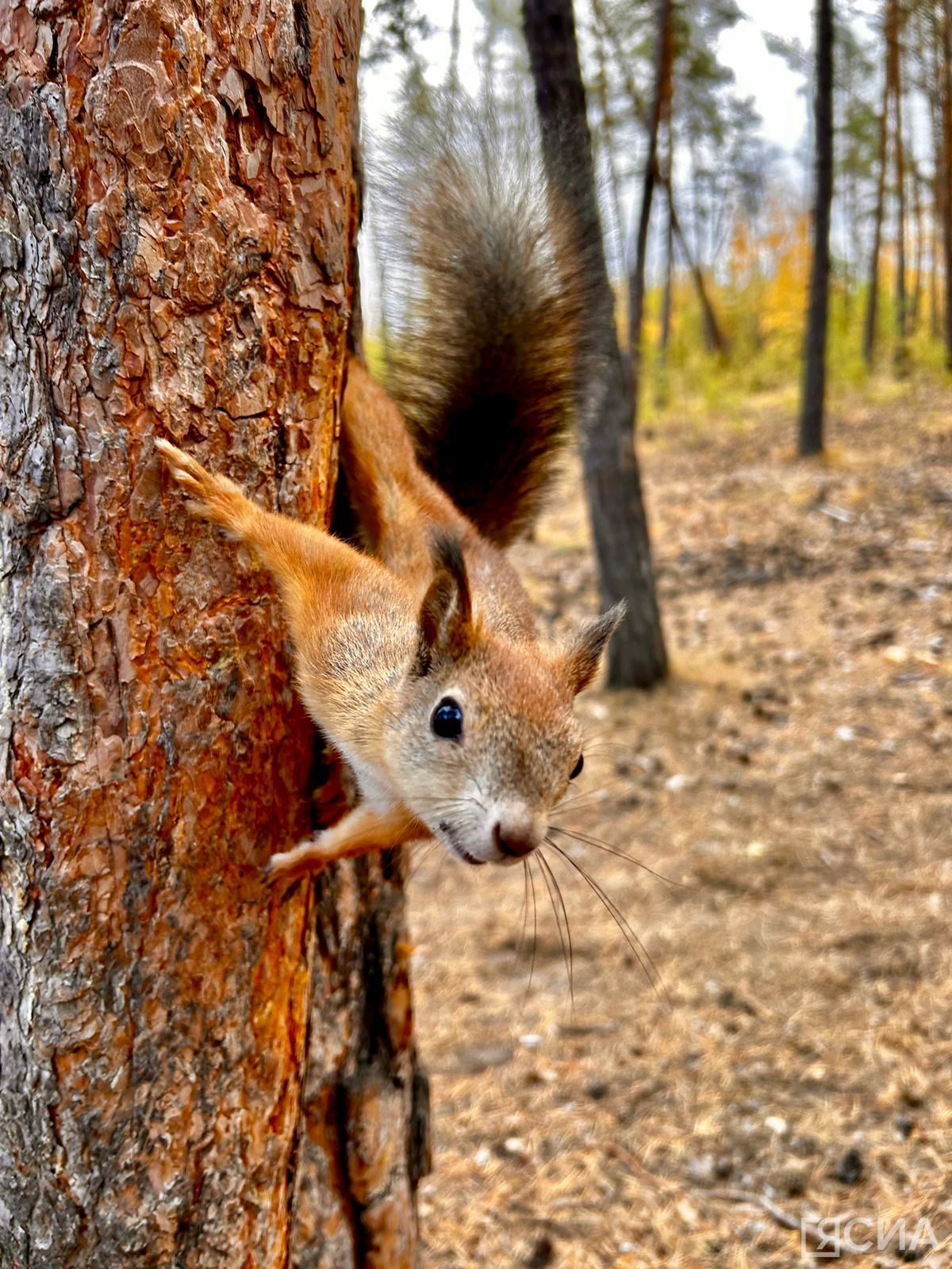 Фото: Мария Васильева/ЯСИА