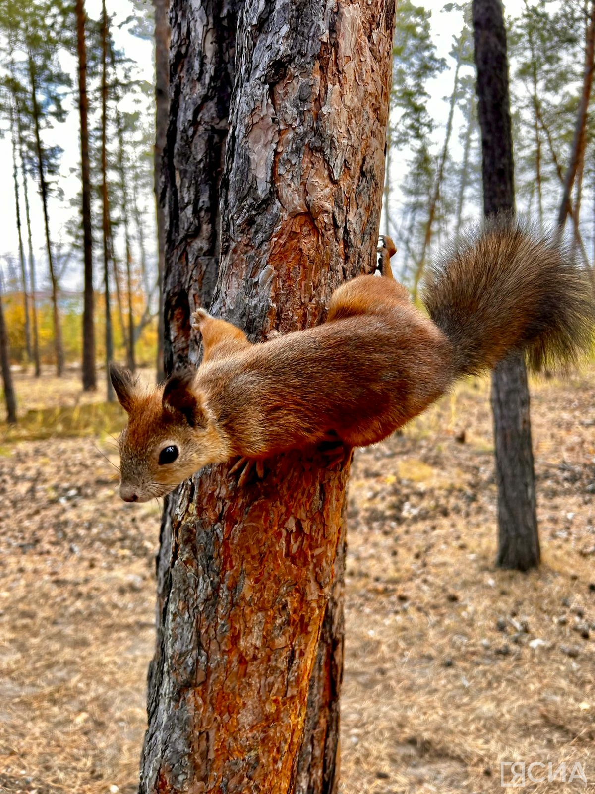 Фото: Мария Васильева/ЯСИА