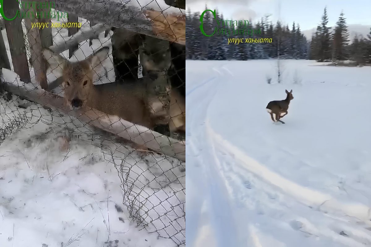 Видео: в Якутии запутавшуюся в сетке-рабице косулю вернули в лес