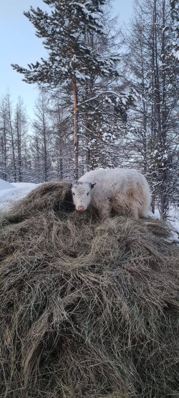 Фото: парк "Живые алмазы Якутии"