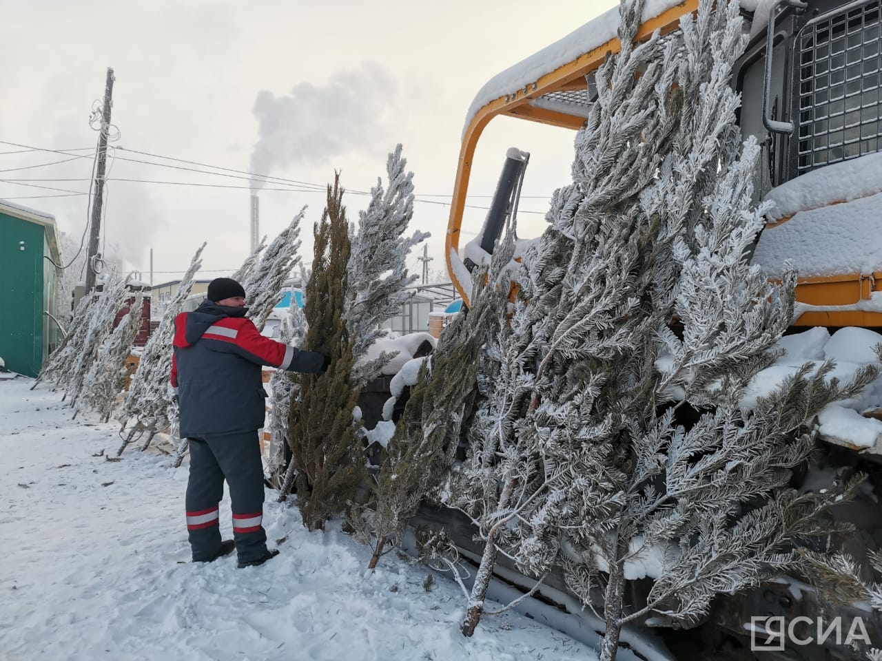 Фото: Нарыйа Пахомова/ЯСИА