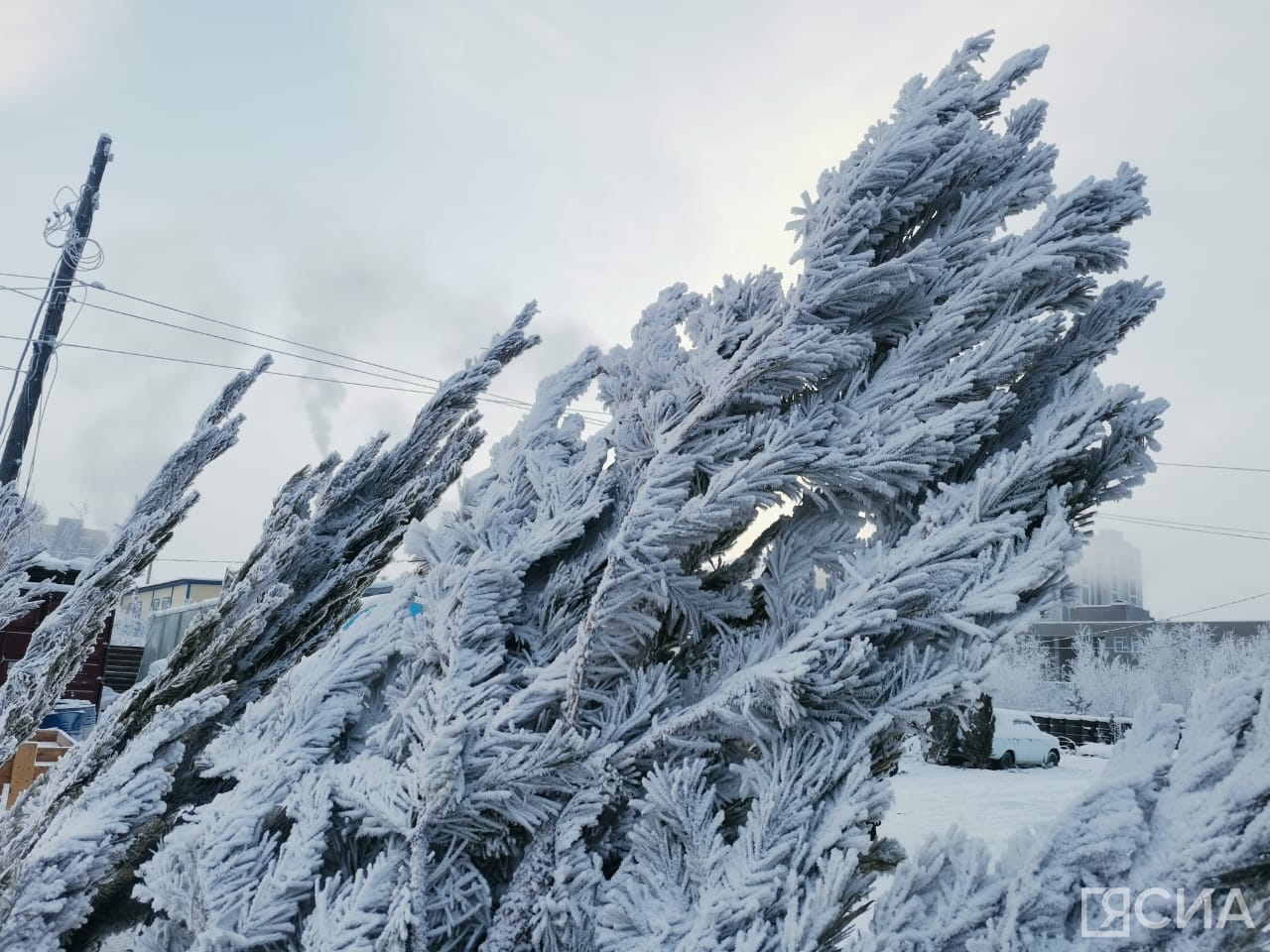 Фото: Нарыйа Пахомова/ЯСИА